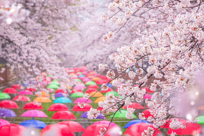 Low angle view of cherry blossom