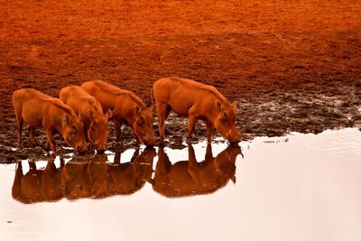 Horses in a lake