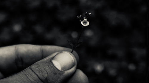 Human hand holding flower stem