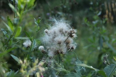 Close-up of white flowering plant