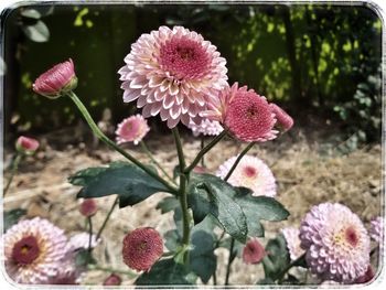 Close-up of pink flowers