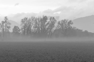 Trees on field against sky during foggy weather