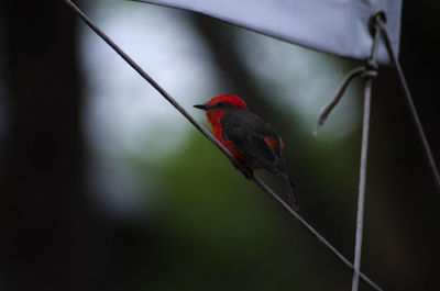 Close-up of bird perching on red leaf