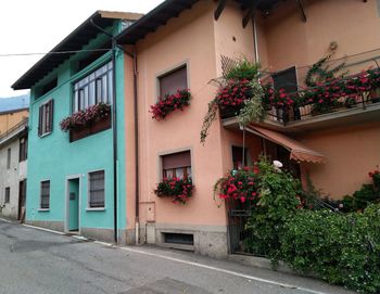 Potted plants outside building