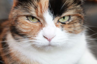 Close-up portrait of cat