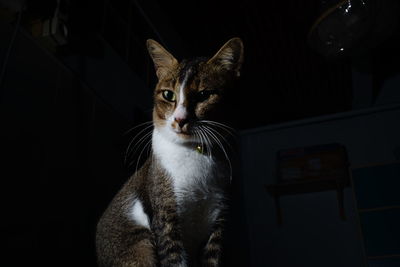 Various gestures of a cat with flashlight and dark background