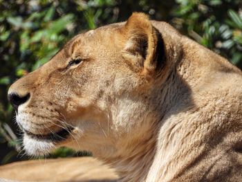 Close-up of a lion looking away