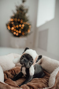 Close-up of dog sitting on bed at home