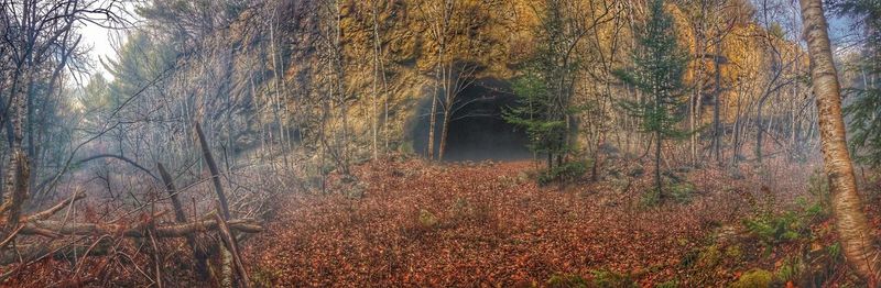 Trees in forest