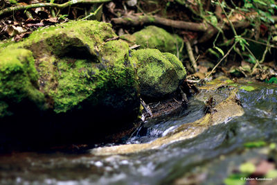 Close-up of lizard on moss