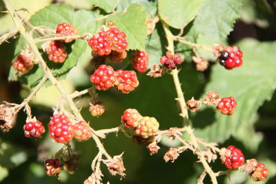 Blackberries