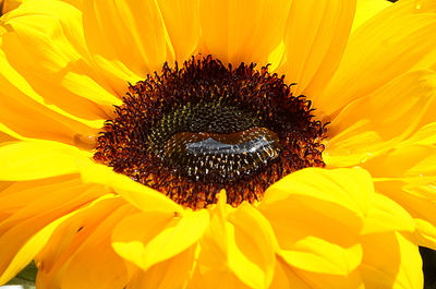 Close-up of yellow flower