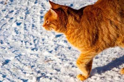 Horse on snow