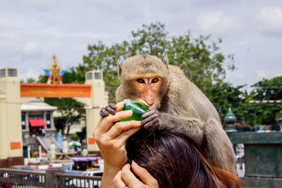 Close-up of monkey on young woman's head