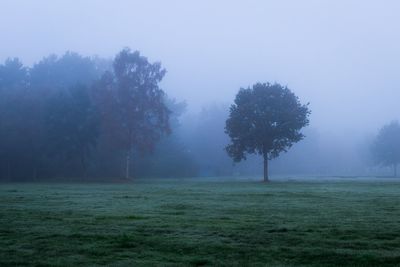 Trees on field against sky