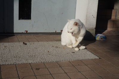 View of cat on doormat