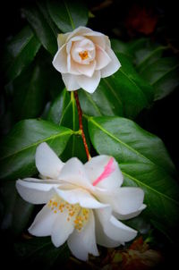 Close-up of flower blooming outdoors