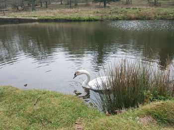 Swan in lake