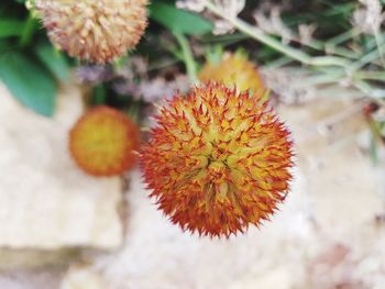Close-up of orange flowering plant