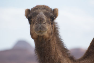 Close-up portrait of horse against sky