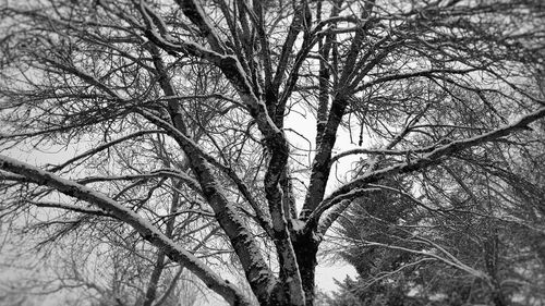 Low angle view of bare tree against sky