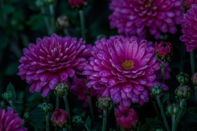 Close-up of flowers blooming outdoors