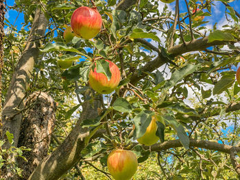 Low angle view of apples on tree