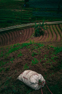 High angle view of food on field