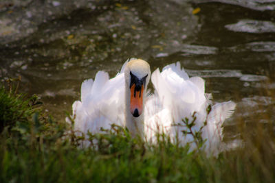 White swan swimming in lake