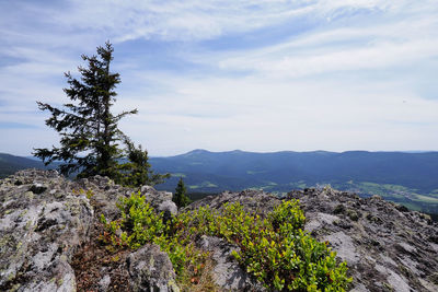 Plants growing on rock against sky