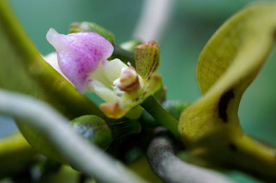 Close-up of purple flowering plant