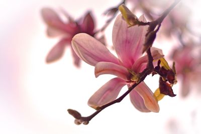 Close-up of pink flower