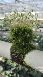 Close-up of flower plant