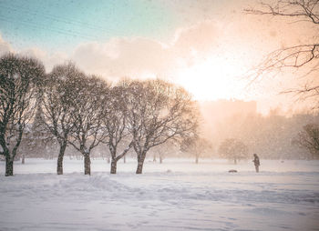 Trees on snow covered field against sky