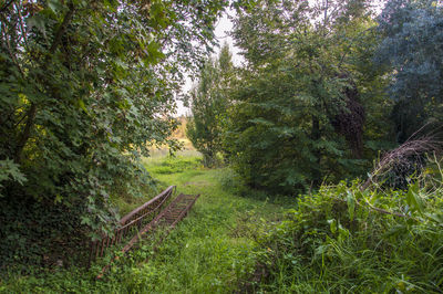 Scenic view of forest