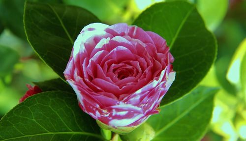 Close-up of pink rose