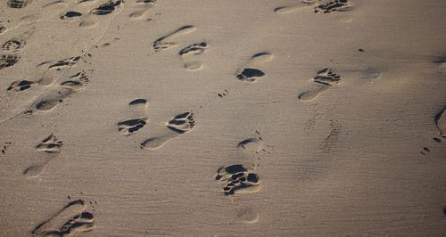 High angle view of footprints on sand