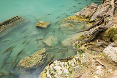 High angle view of fish swimming in lake