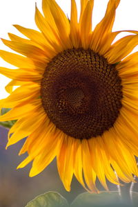 Close-up of sunflower