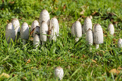 Close-up of mushrooms growing on field