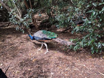 High angle view of bird on field