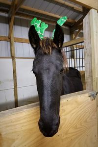 Horse in pen