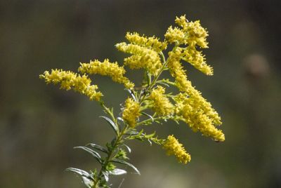 Close-up of yellow flowering plant