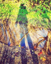 Plants growing on tree trunk