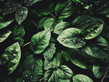 Full frame shot of wet leaves