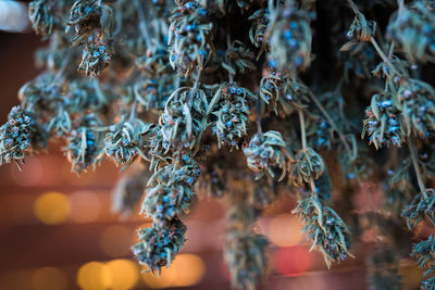 Close-up of plants against blurred background