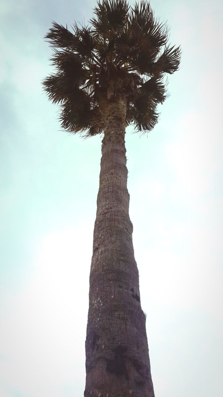 tree, low angle view, sky, tranquility, tree trunk, nature, growth, beauty in nature, silhouette, tranquil scene, branch, scenics, clear sky, tall - high, outdoors, day, no people, palm tree, cloud - sky, non-urban scene