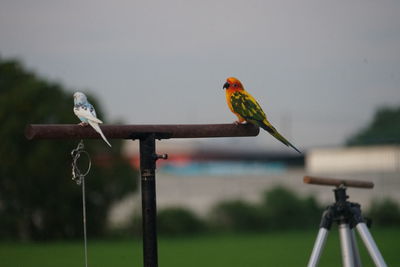 Bird perching on a metal