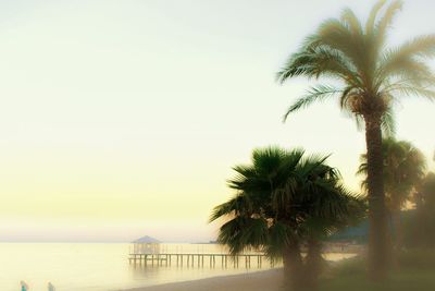 Silhouette of palm trees at sunset