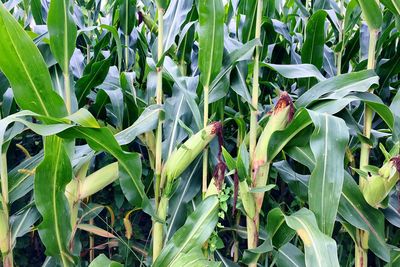 Close-up of crops growing on field